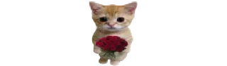 🐈