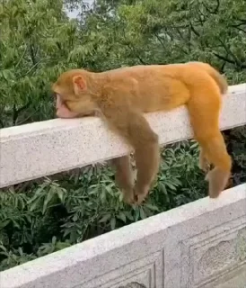 🤩