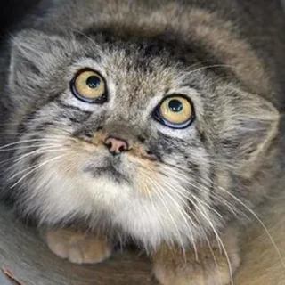 🐱