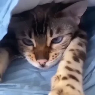 🤩