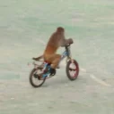 🚲