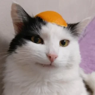 🙊