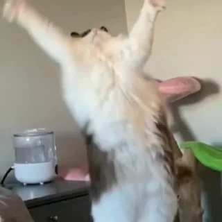 🤩