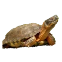 🐢