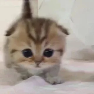 🥺