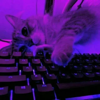 🐈