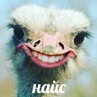 👍