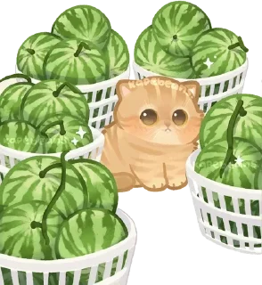 🍉