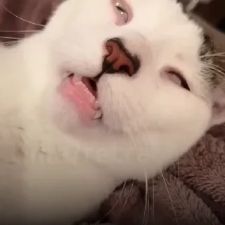 🐈