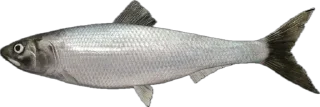 🐟