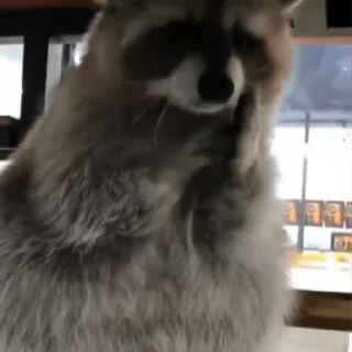 🦝