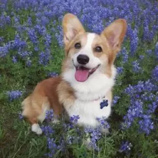 🐶