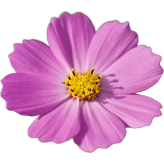 🌸