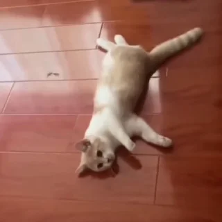 🐈