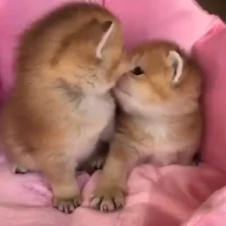🎀