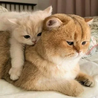 🐈