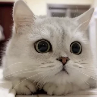 🤩