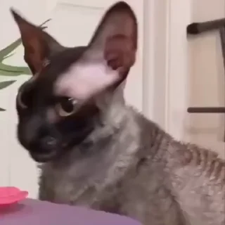 😋