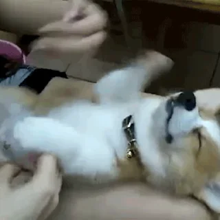 🐕