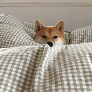 😴