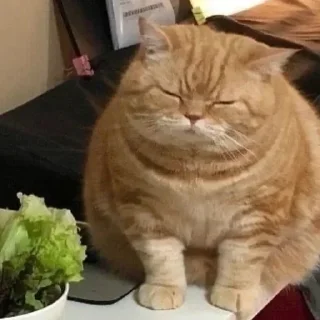 😴