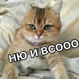 🐈