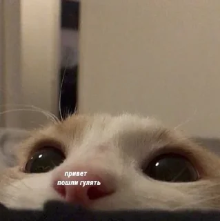 🤍