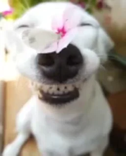 🐶