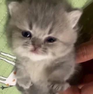 🐱