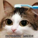 🐱