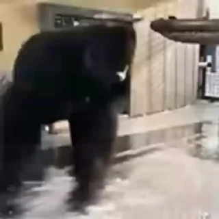 🐵