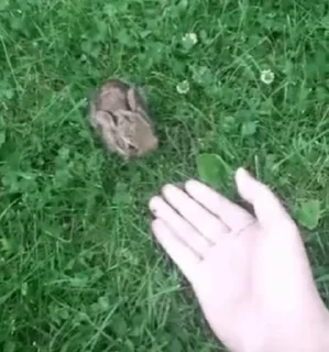 🥺