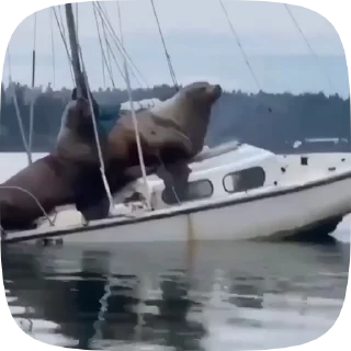 🛥
