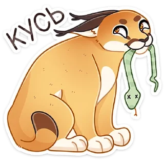 😼