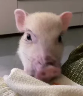 🐷