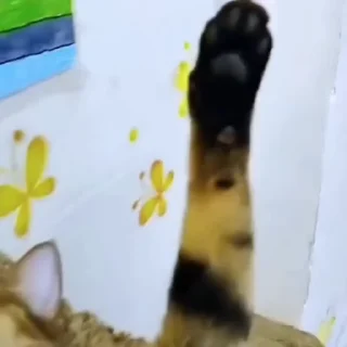 🐈