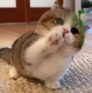 🌟