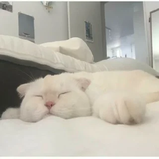 😪