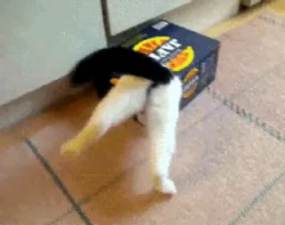 😺