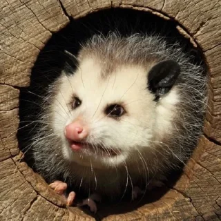 😳