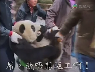 🐼
