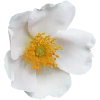 🌼