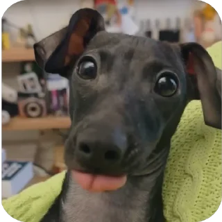 🐶