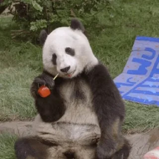 🐼