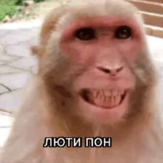 🐒