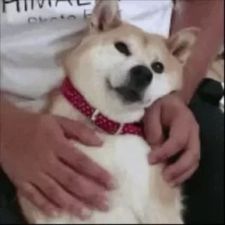 🐶
