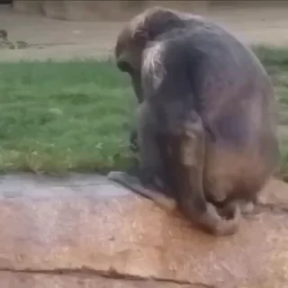 💩