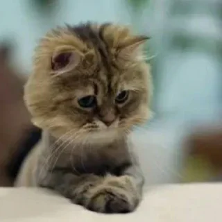😺