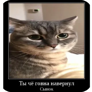 🐱