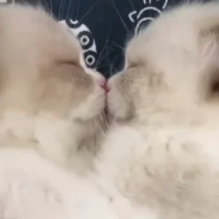💑